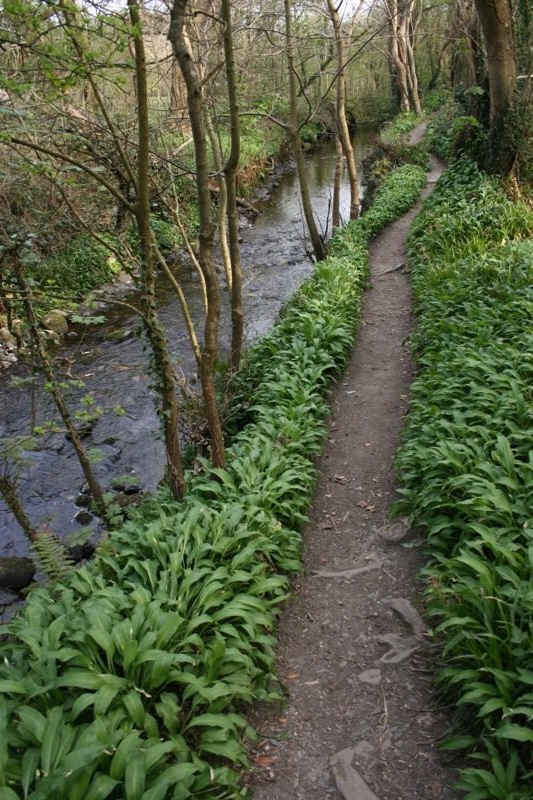 Wooded walkway