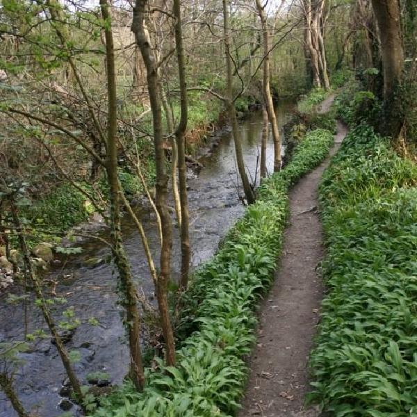 Wooded walkway