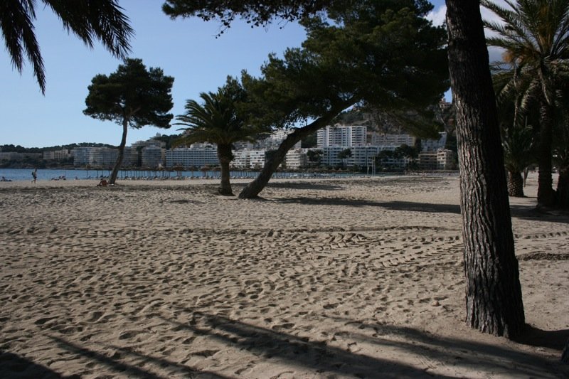 Trees on the beach