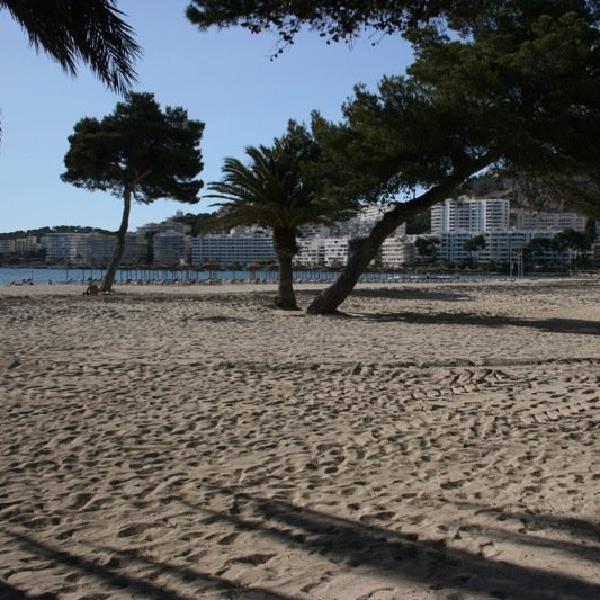 Trees on the beach