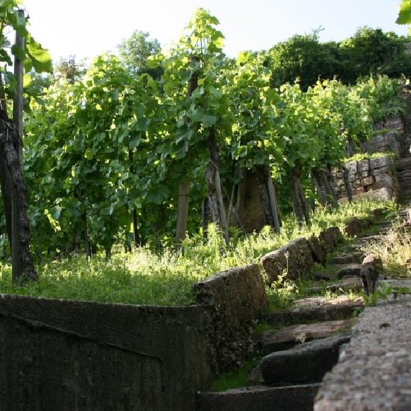 Walkway into the wein