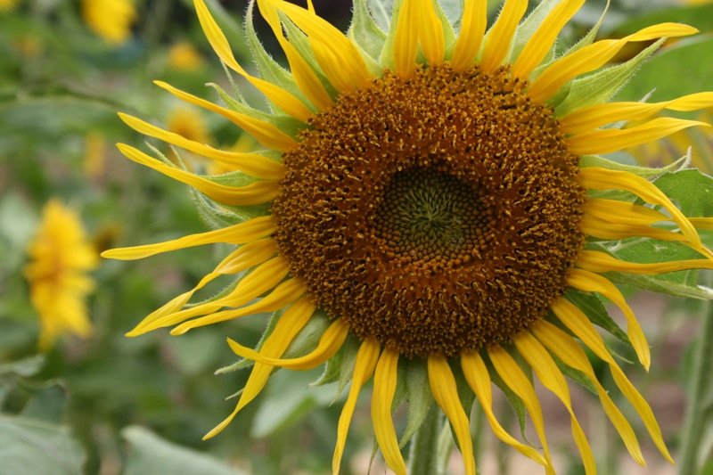 I love sunflowers