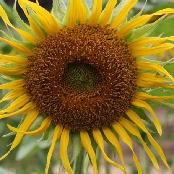 I love sunflowers
