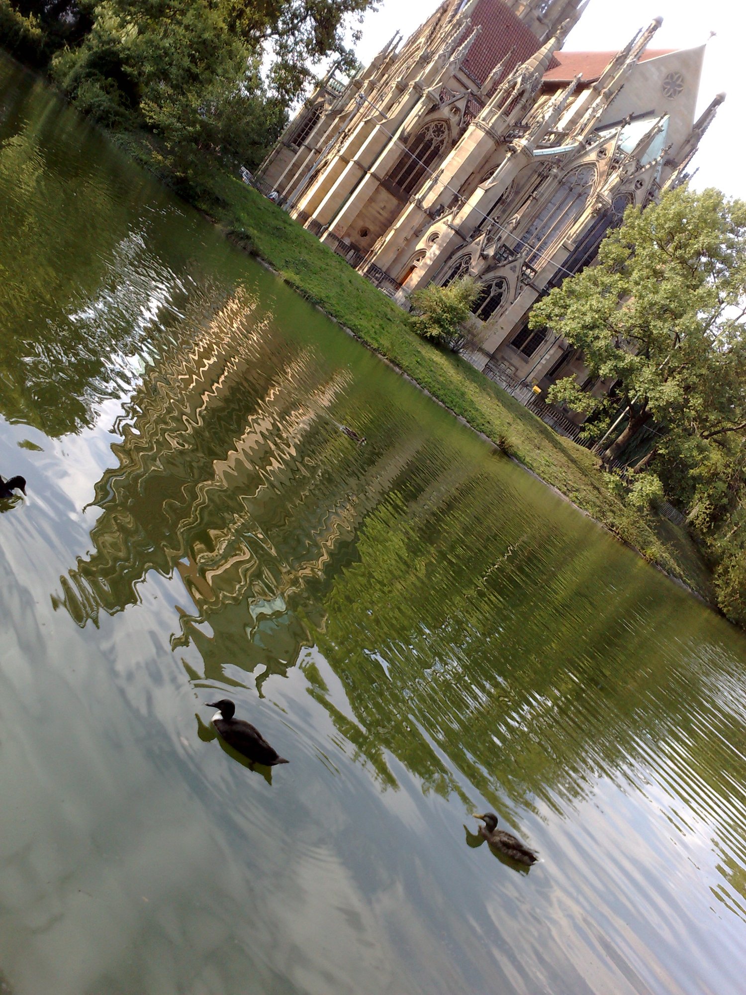 Ente am See