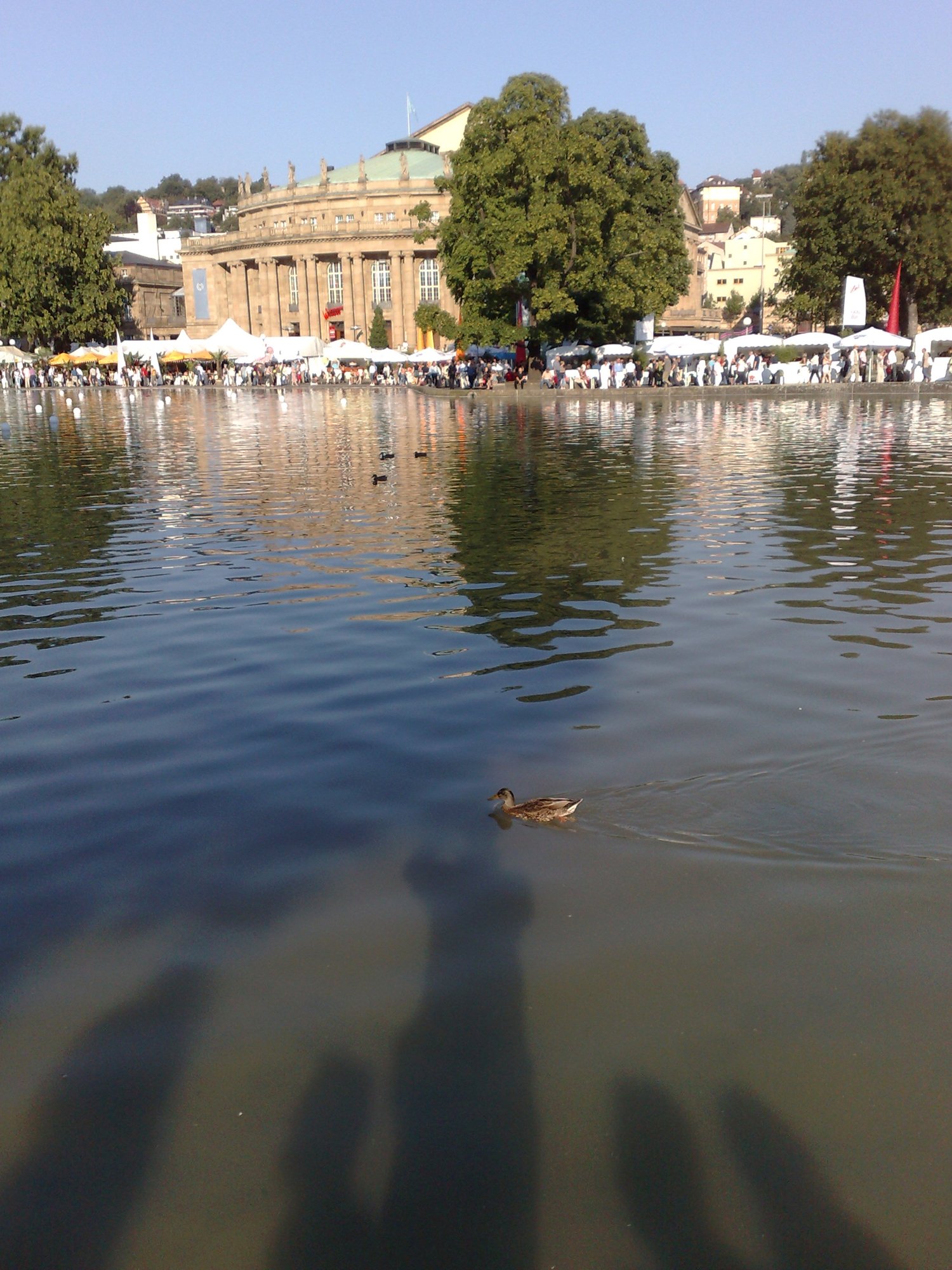 Ente am See