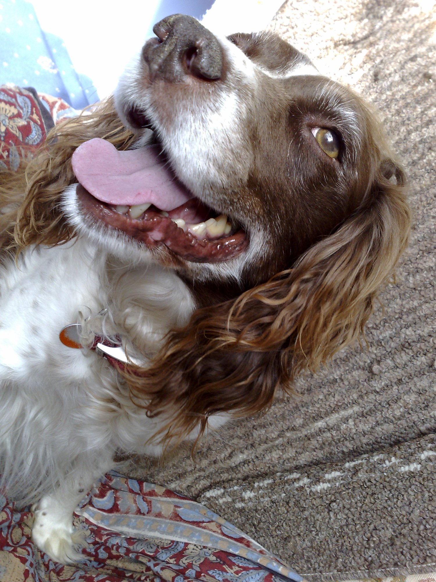 Excitable dog