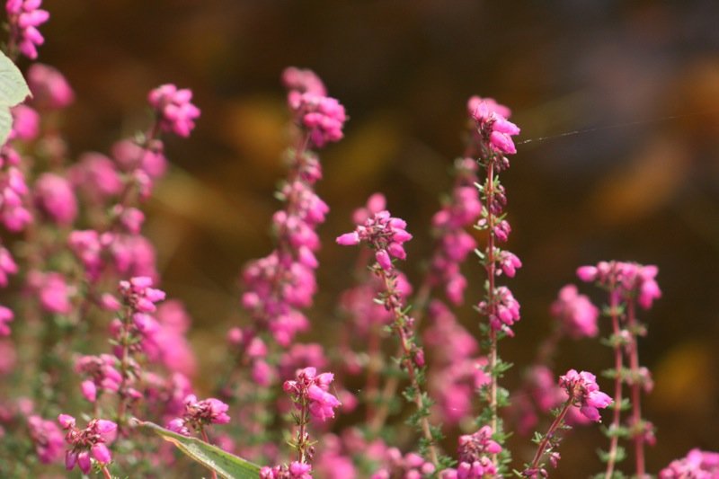 From flower to flower