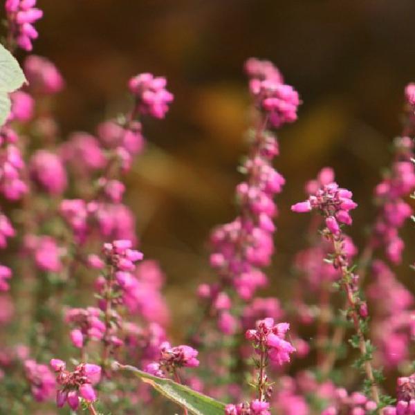 From flower to flower