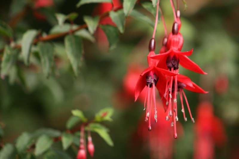 Fuchsia