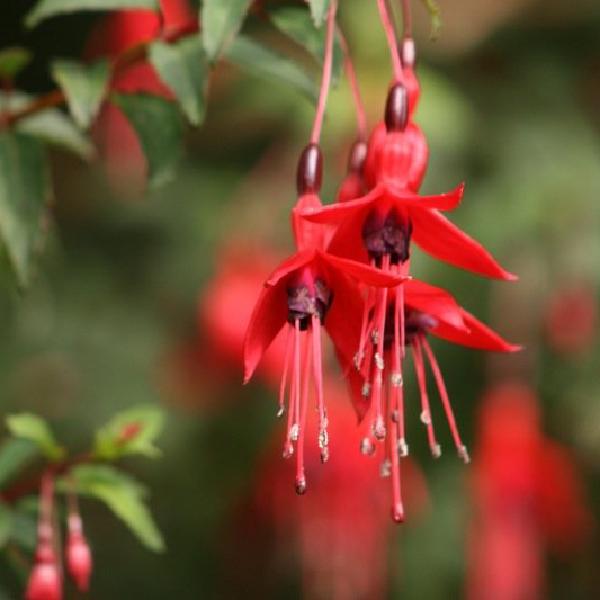 Fuchsia