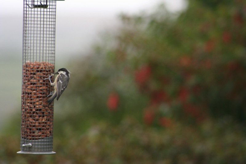 Having a bit of a feed