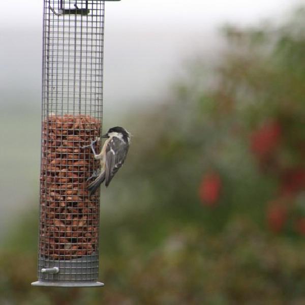 Having a bit of a feed