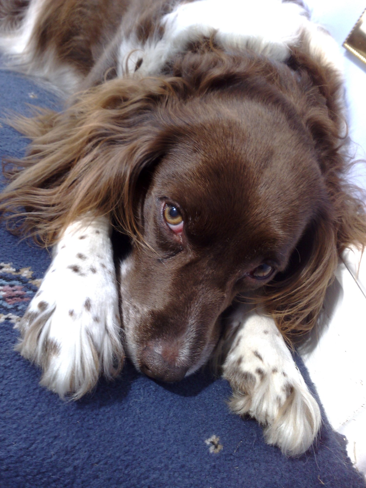 Puppy dog eyes