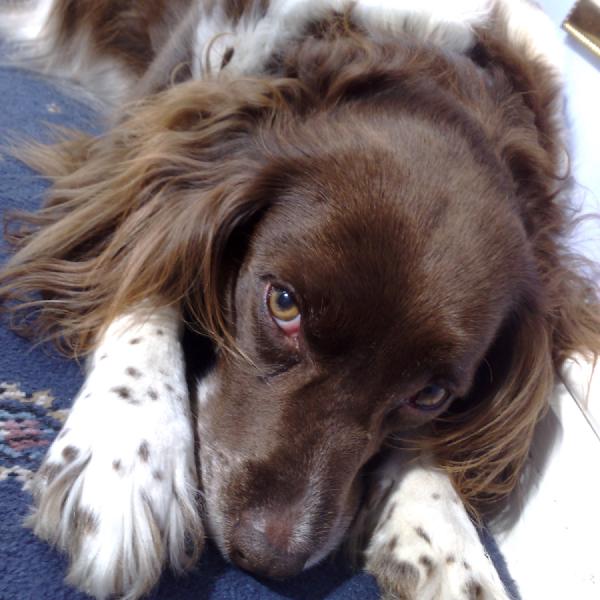 Puppy dog eyes