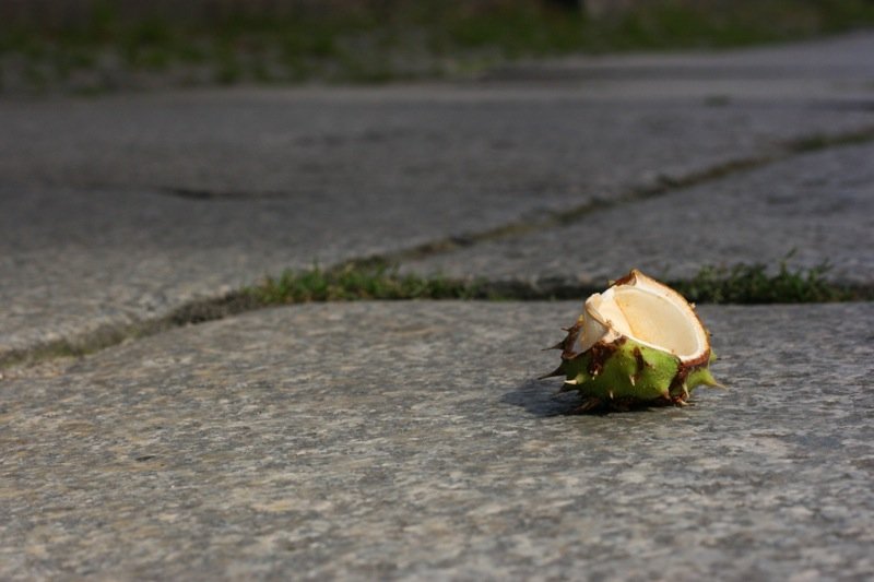 Conkered