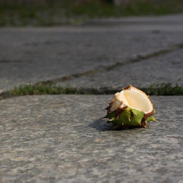 Conkered