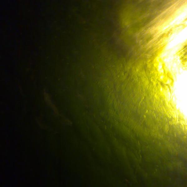 Green and Black