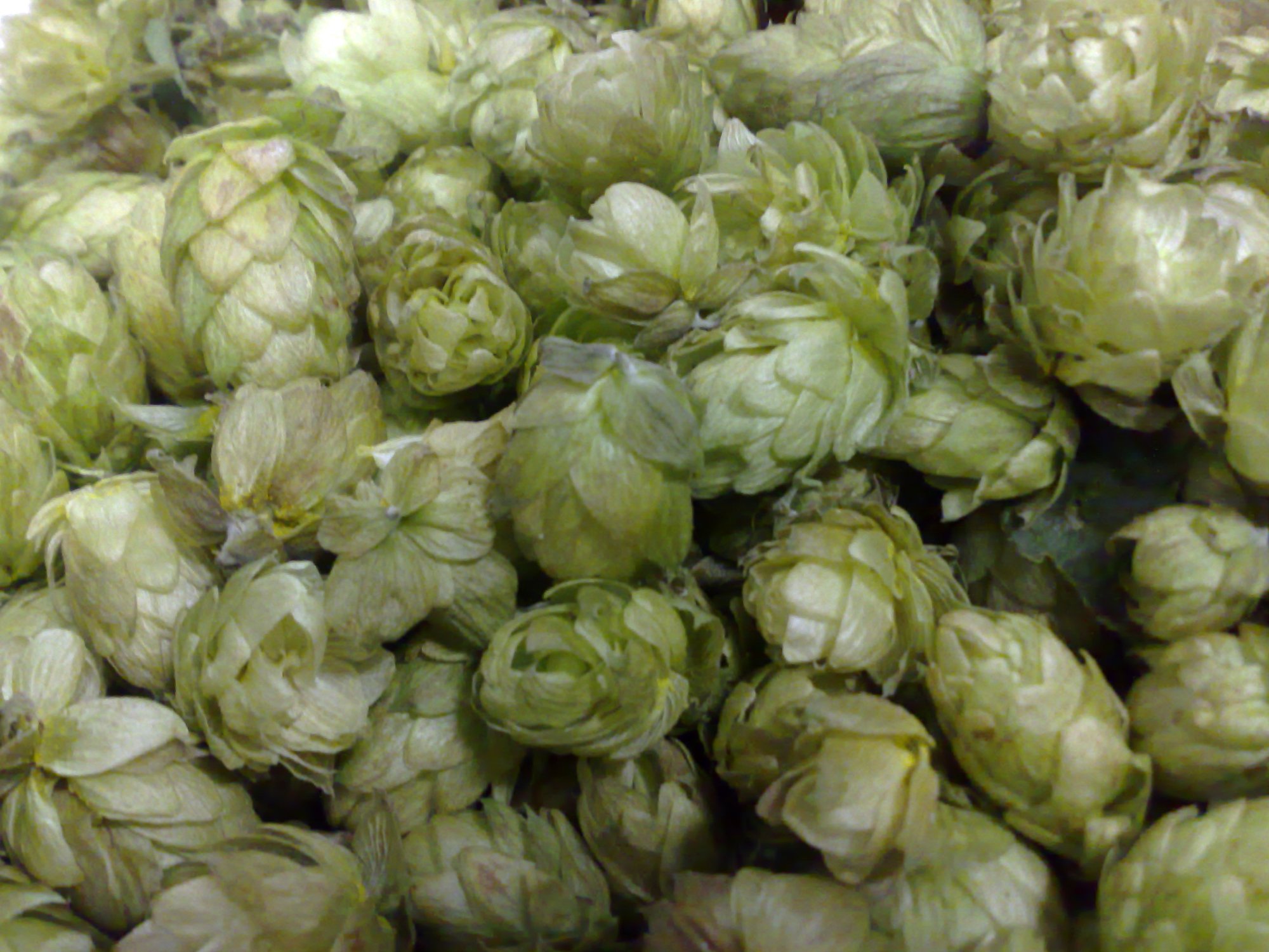 Hopfen goodness