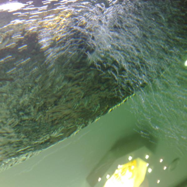 Bubbles