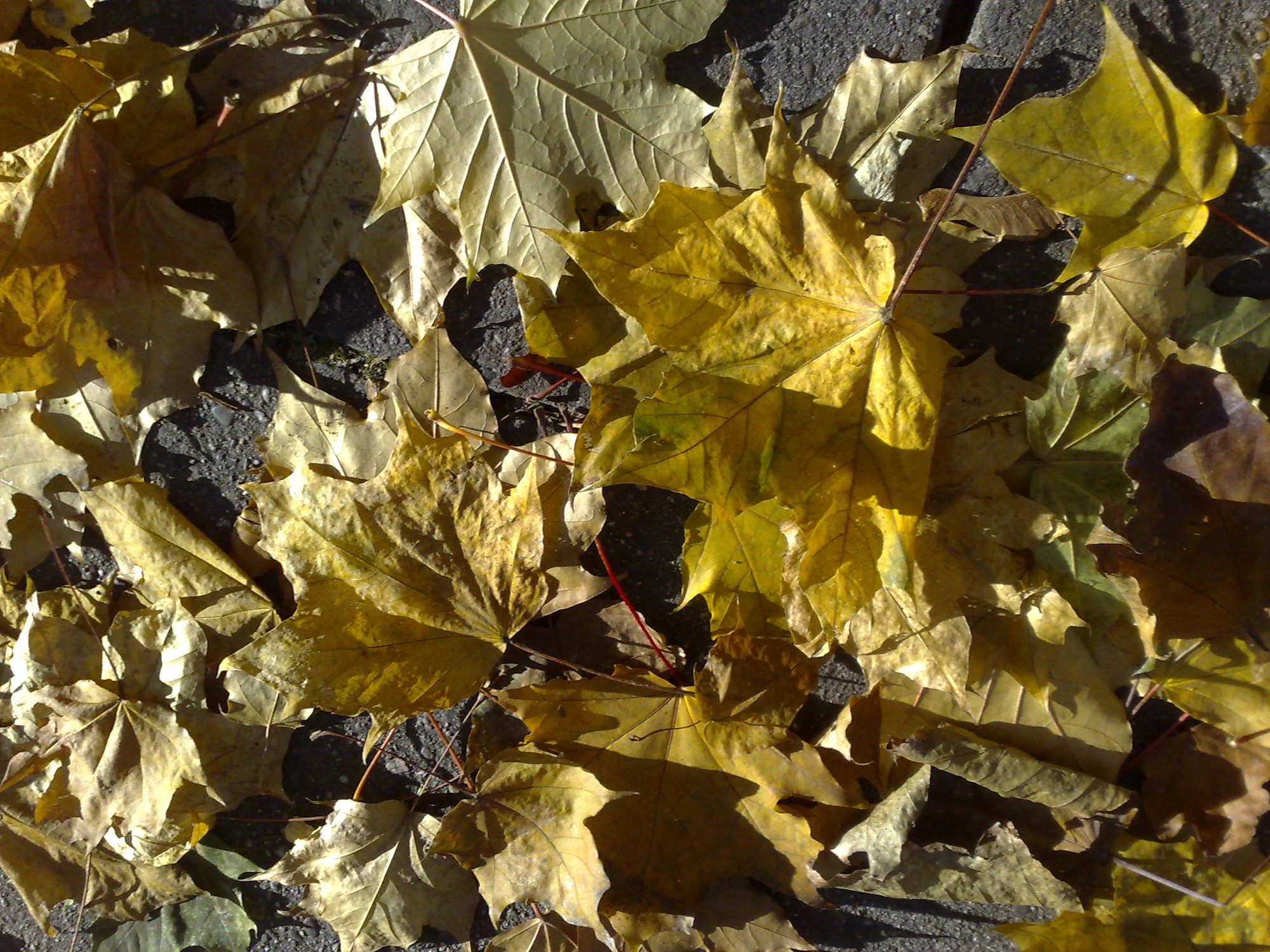 Leaves on the pavement