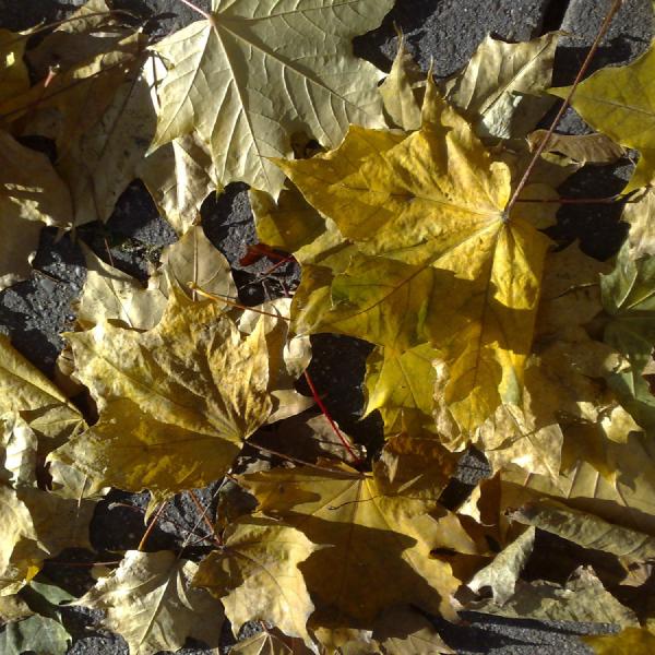 Leaves on the pavement