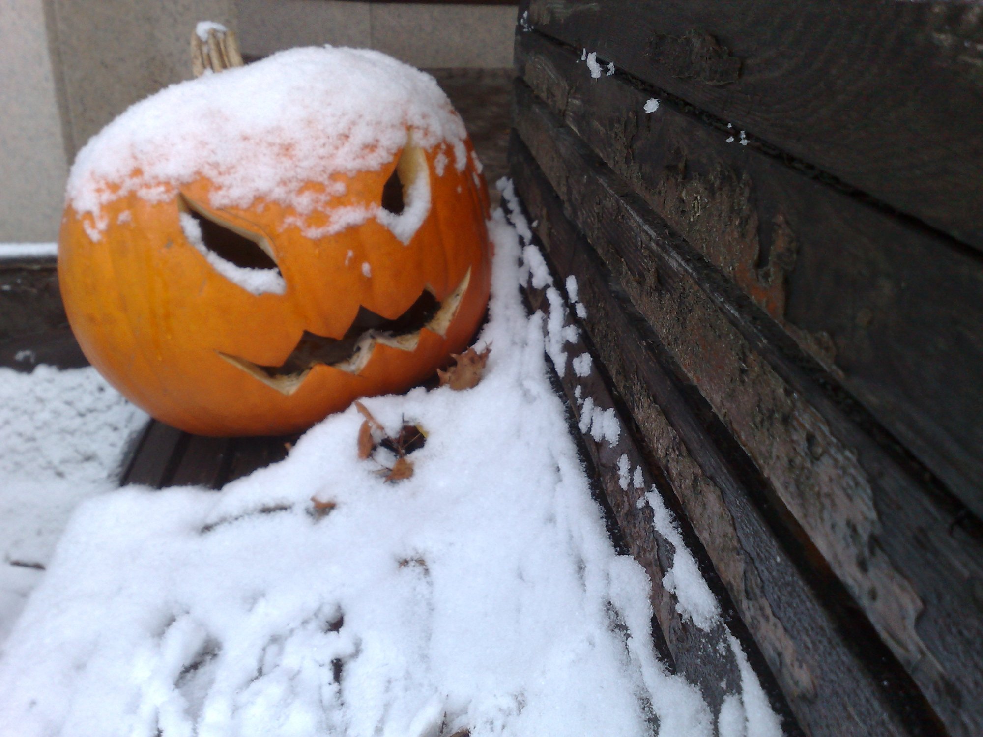 Snow Pumpkin 51