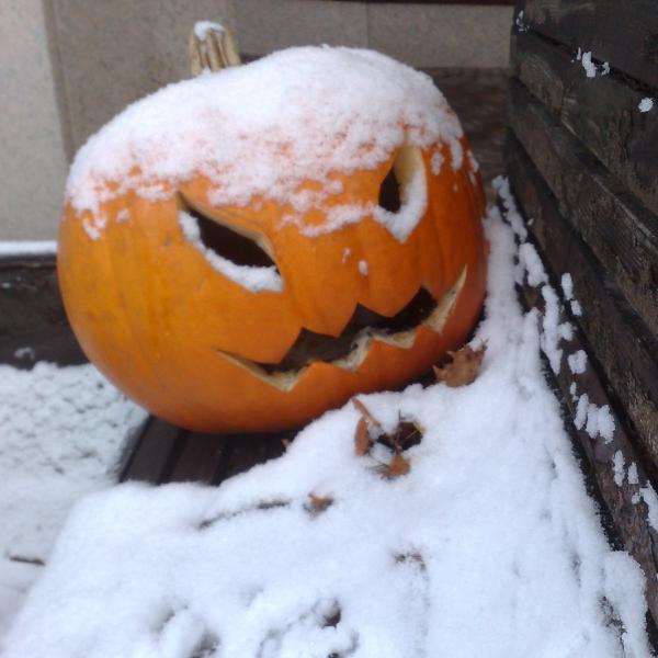 Snow Pumpkin 51