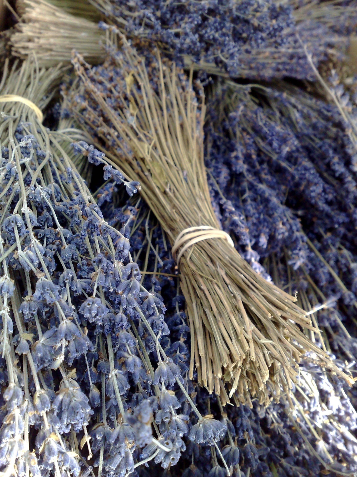 Lavender