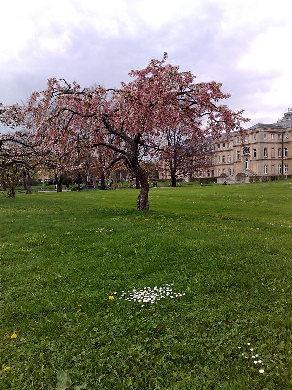Pinkbaum