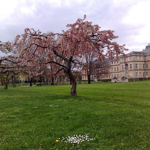 Pinkbaum