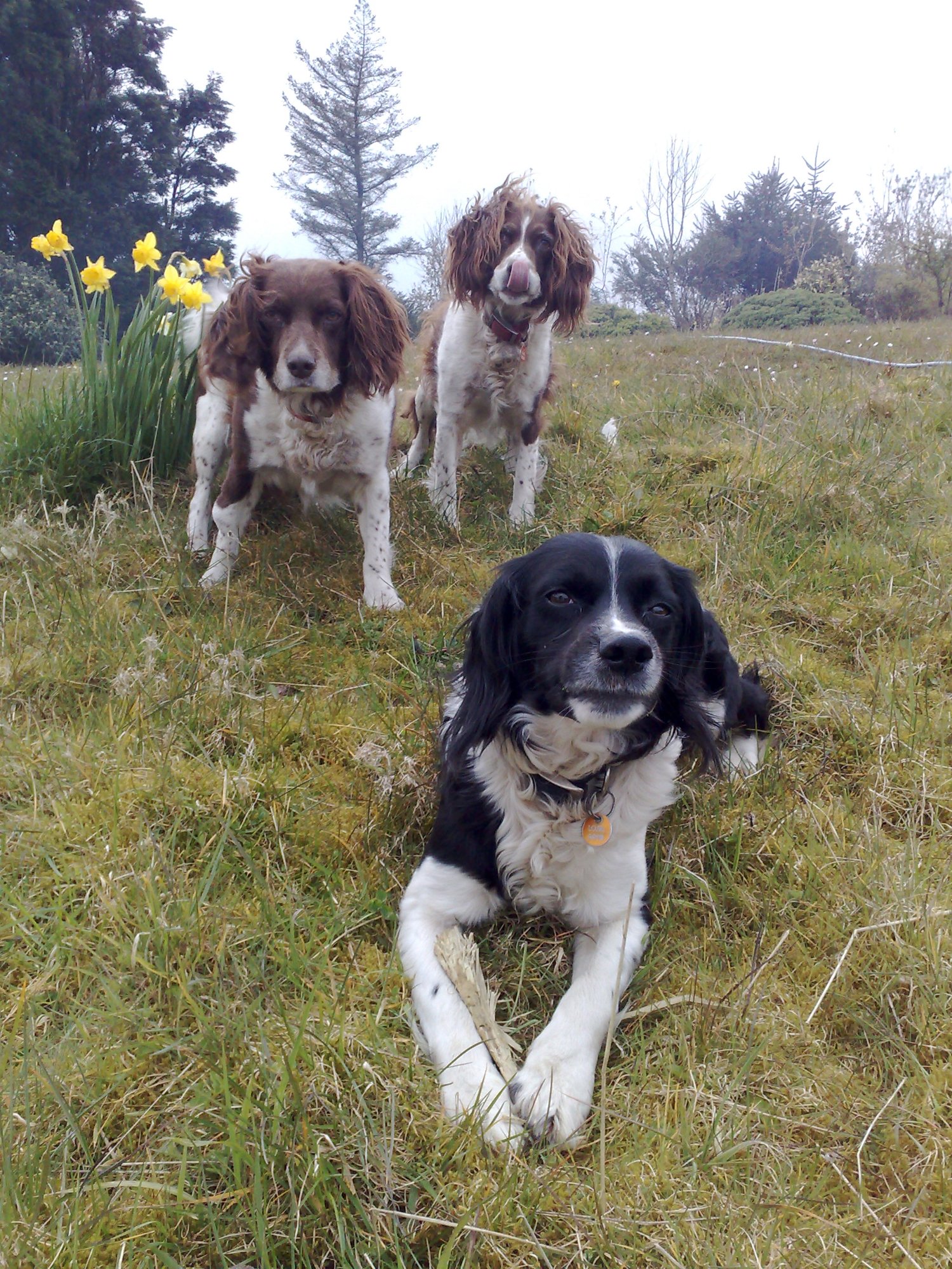 The dogs