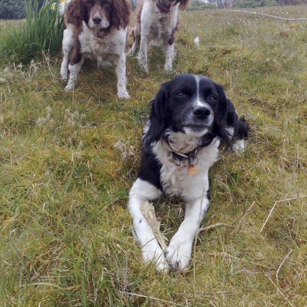 The dogs