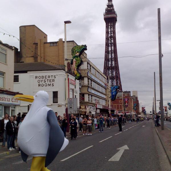 Huge seagulls