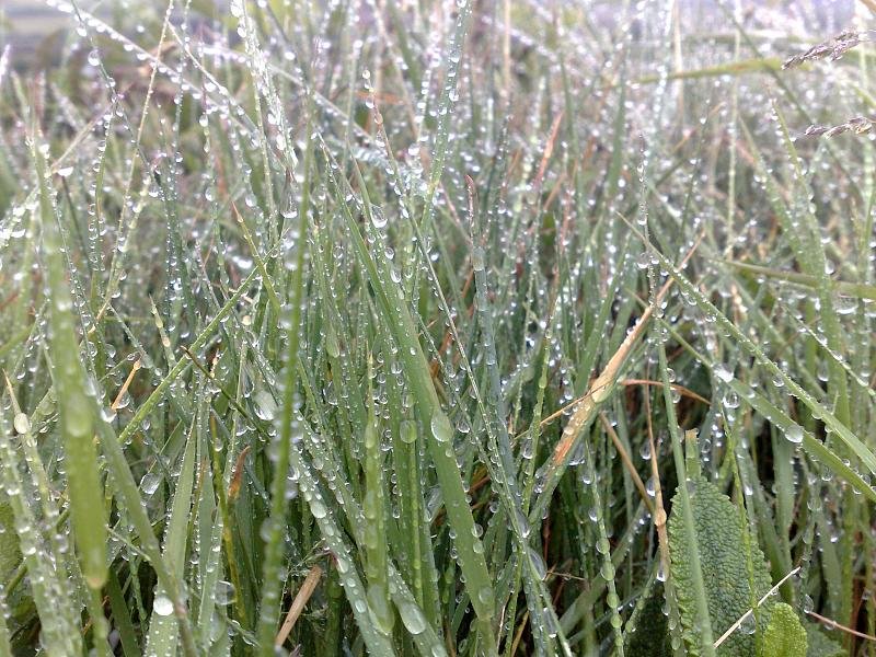 Droplets on grass