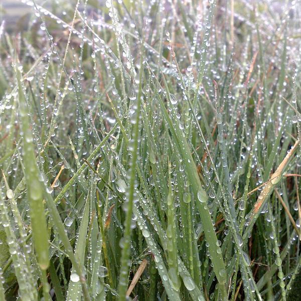 Droplets on grass