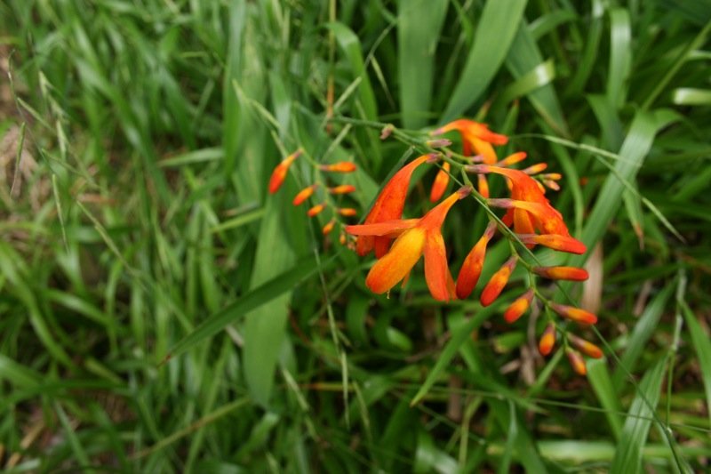 Bright flowers