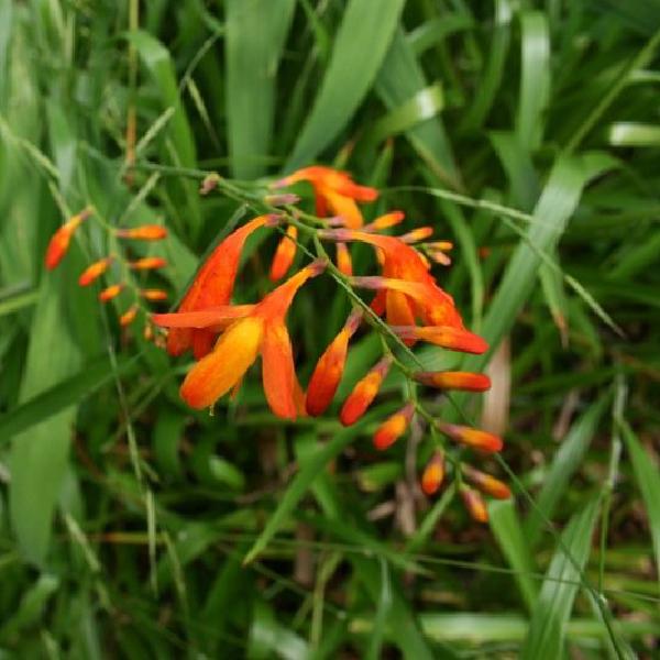 Bright flowers