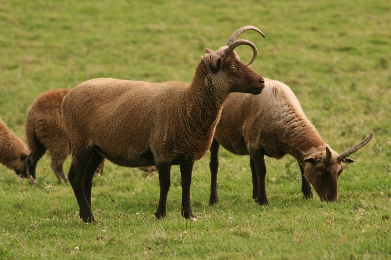 Loaghtan sheep