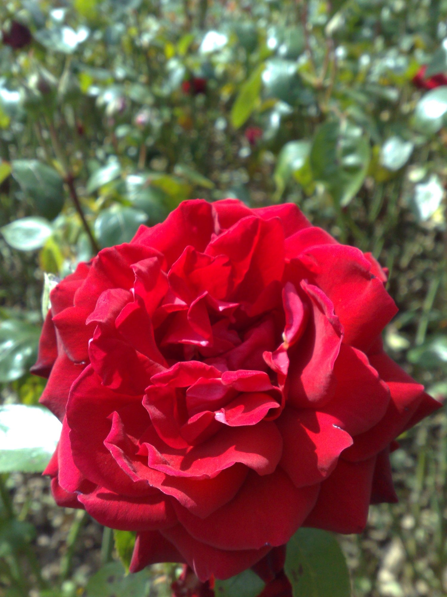 Rosey red