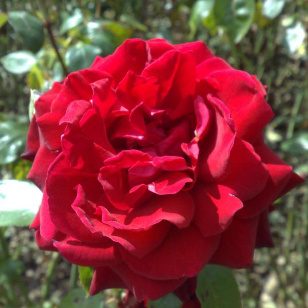 Rosey red