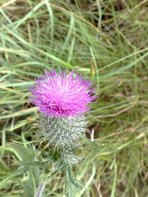 Thistle