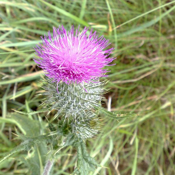 Thistle