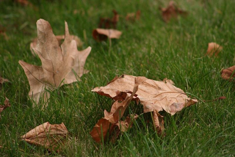 Leaf theatre
