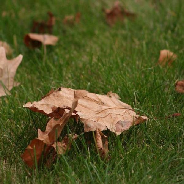 Leaf theatre