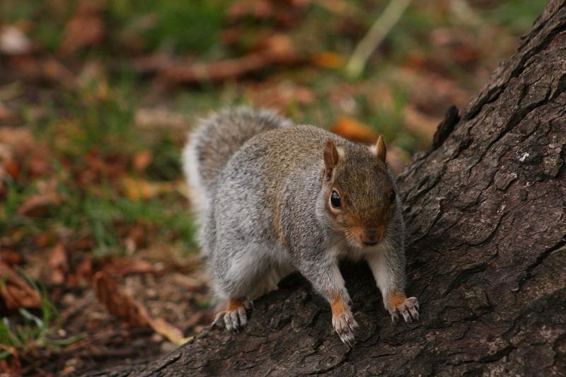 Startled squirrel