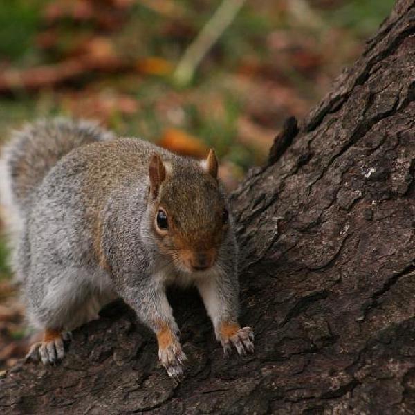Startled squirrel