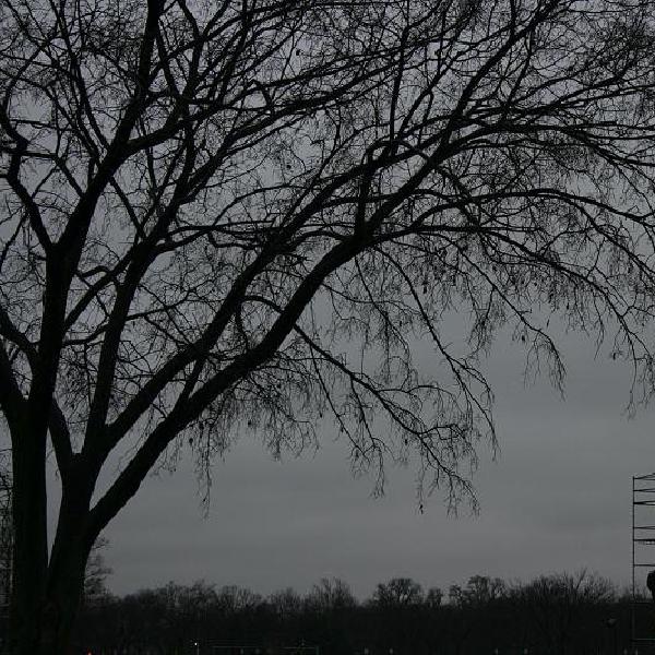 Climbing the metal tree