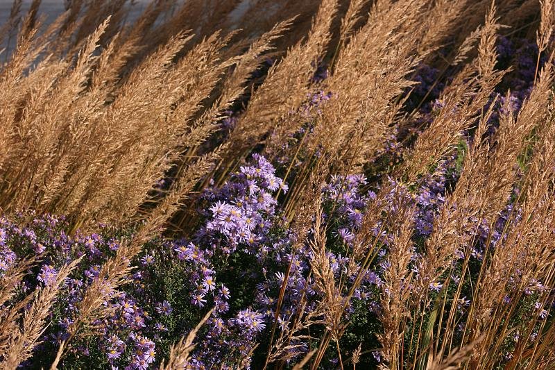 Lavender nestling