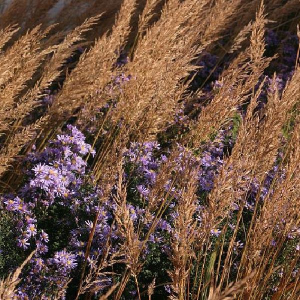 Lavender nestling