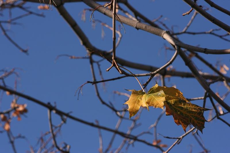 Leaf